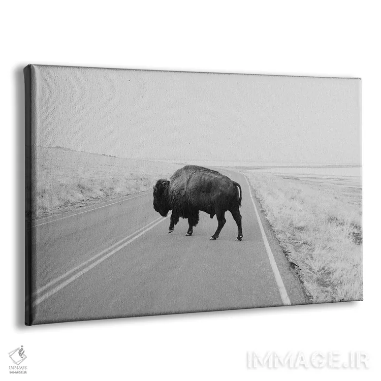 تابلو بوفالو سیاه‌وسفید اثر چلسیا ویکتوریا - نمای پرسپکتیو محصول