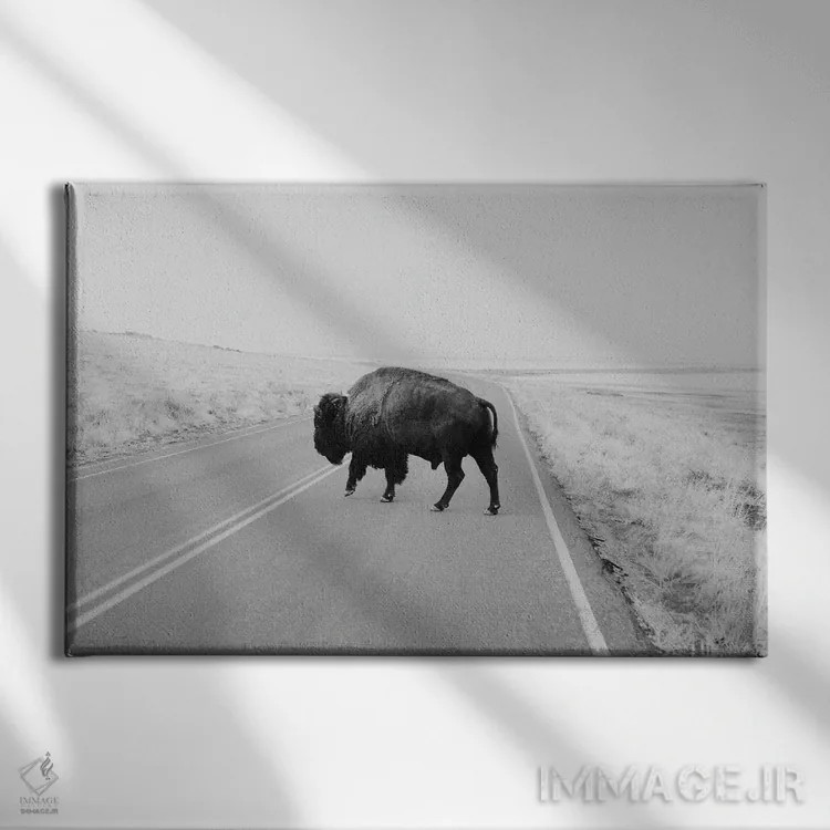 تابلو بوفالو سیاهوسفید اثر چلسیا ویکتوریا - نمای روبهرو روی دیوار