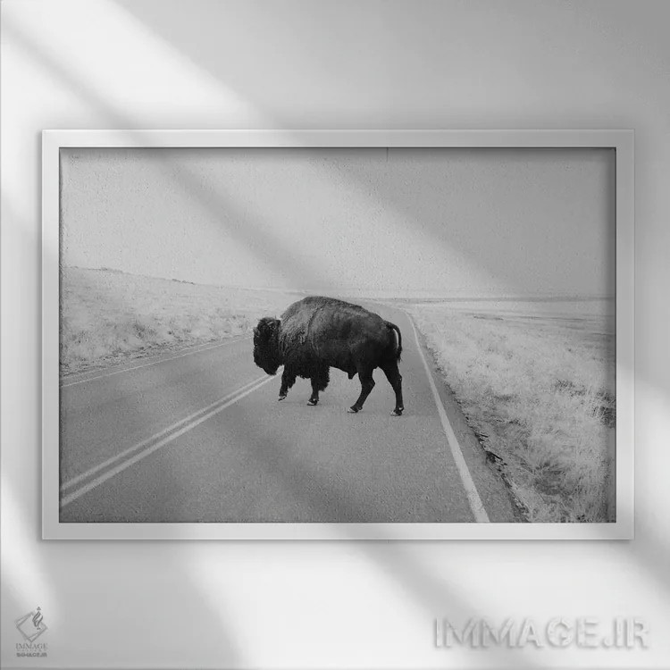 تابلو بوفالو سیاهوسفید اثر چلسیا ویکتوریا - نمای قابدار سفید