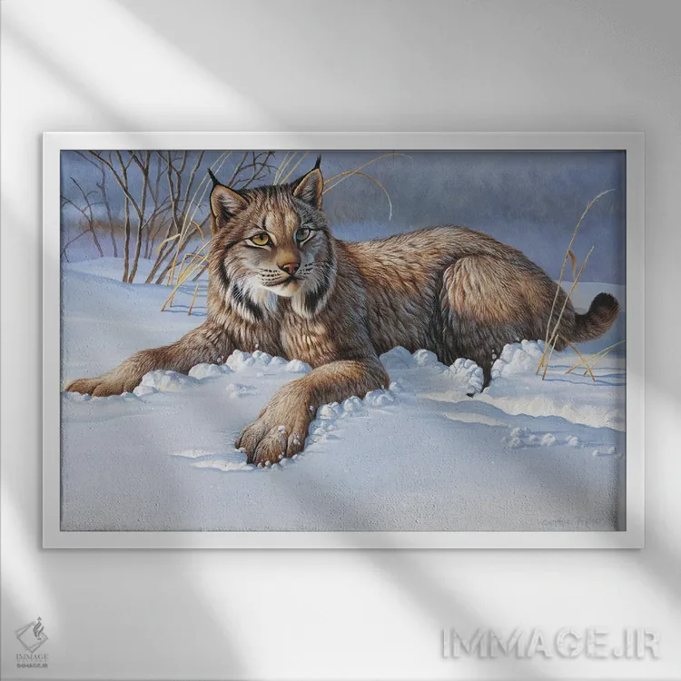 تابلو گربه وحشی (بابکت) اثر سنتی فیشر - نمای قابدار سفید