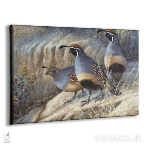 تابلو کبک گامبل (گونهای از کبک) اثر سنتی فیشر - نمای پرسپکتیو محصول