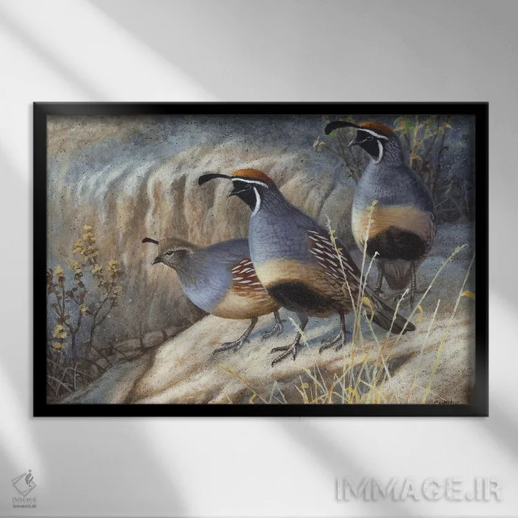تابلو کبک گامبل (گونهای از کبک) اثر سنتی فیشر - نمای قابدار مشکی