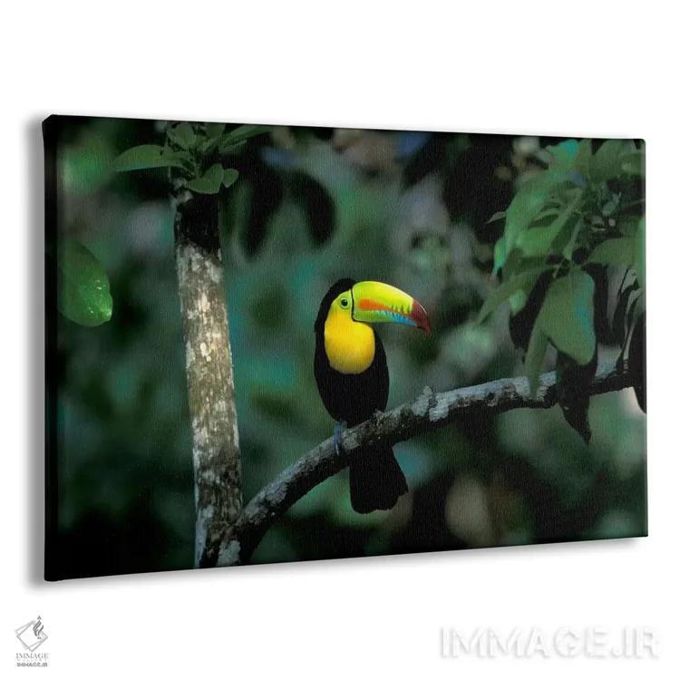 تابلو توکان منقار رنگین در پارک ملی سوبرانیا، پاناما اثر کریستین زیگلر (عکاس طبیعت) - نمای پرسپکتیو محصول