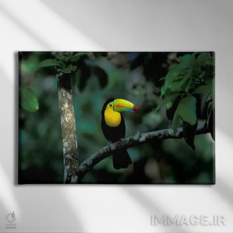 تابلو توکان منقار رنگین در پارک ملی سوبرانیا، پاناما اثر کریستین زیگلر (عکاس طبیعت) - نمای روبهرو روی دیوار
