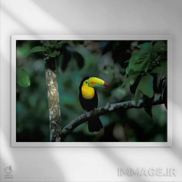 تابلو توکان منقار رنگین در پارک ملی سوبرانیا، پاناما اثر کریستین زیگلر (عکاس طبیعت) - نمای قابدار سفید