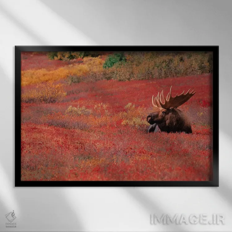 تابلو گوزن نر بزرگ، پارک و منطقه حفاظتشده دنالی، آلاسکا (آمریکا) اثر دی ان پدرسون - نمای قابدار مشکی
