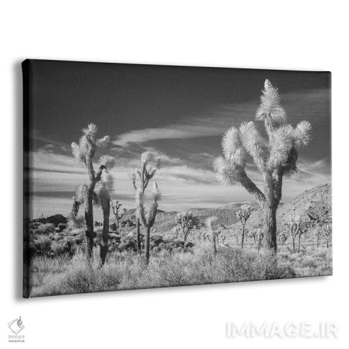 تابلو درخت جاشوآ کالیفرنیا ۱۳ اثر دیوید کلاپ - نمای پرسپکتیو محصول