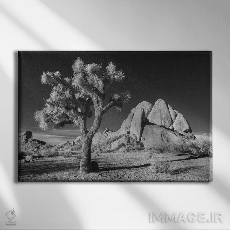 تابلو درخت جاشوآ کالیفرنیا ۱۰ اثر دیوید کلاپ - نمای روبهرو روی دیوار