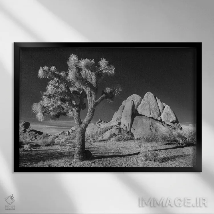 تابلو درخت جاشوآ کالیفرنیا ۱۰ اثر دیوید کلاپ - نمای قابدار مشکی