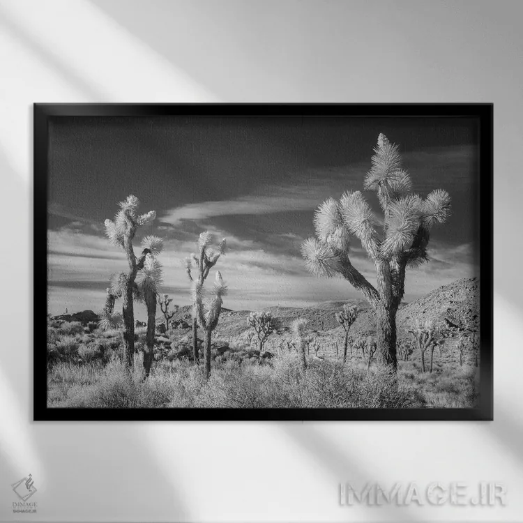 تابلو درخت جاشوآ کالیفرنیا ۱۳ اثر دیوید کلاپ - نمای قابدار مشکی