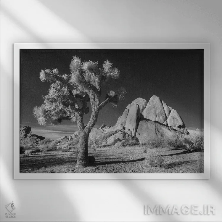 تابلو درخت جاشوآ کالیفرنیا ۱۰ اثر دیوید کلاپ - نمای قابدار سفید