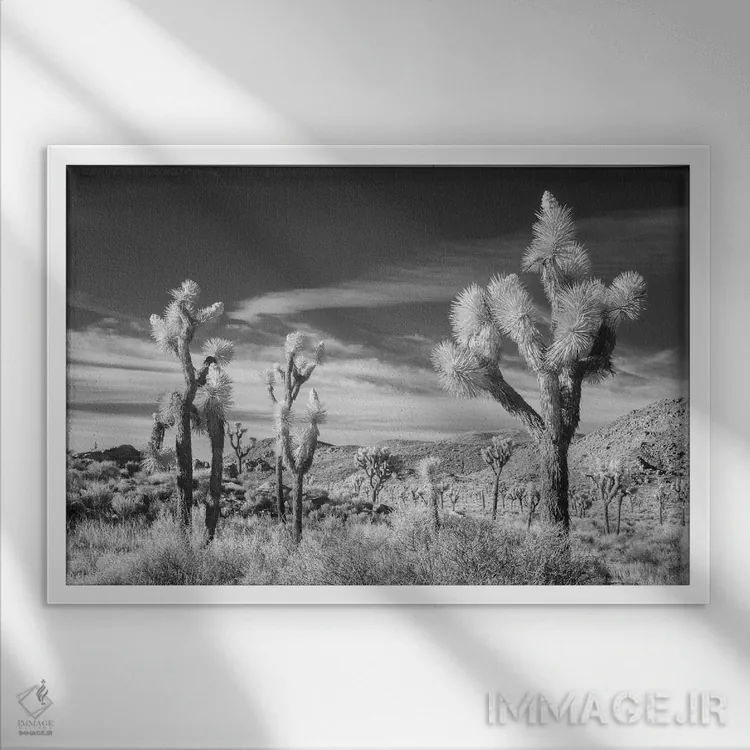 تابلو درخت جاشوآ کالیفرنیا ۱۳ اثر دیوید کلاپ - نمای قابدار سفید