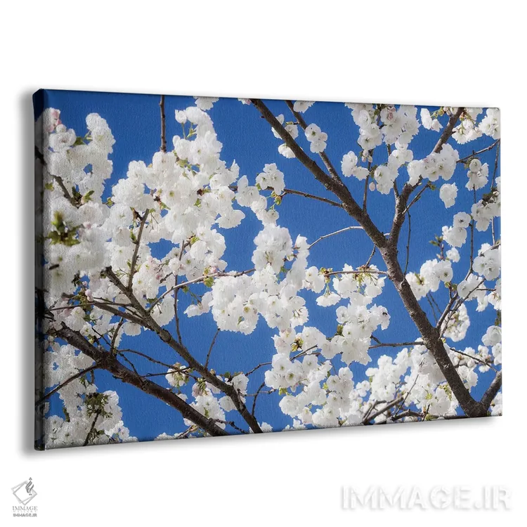 تابلو شکوفههای گیلاس ۱۲ اثر دیوید کلاپ - نمای پرسپکتیو محصول