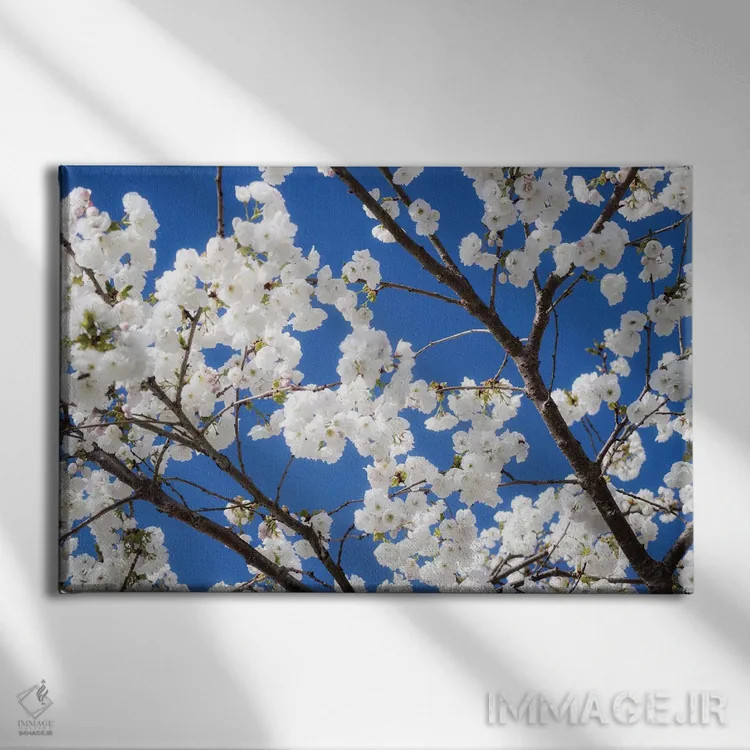 تابلو شکوفههای گیلاس ۱۲ اثر دیوید کلاپ - نمای روبهرو روی دیوار