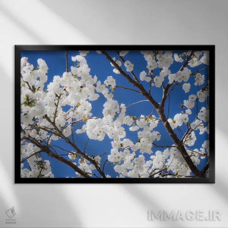 تابلو شکوفههای گیلاس ۱۲ اثر دیوید کلاپ - نمای قابدار مشکی