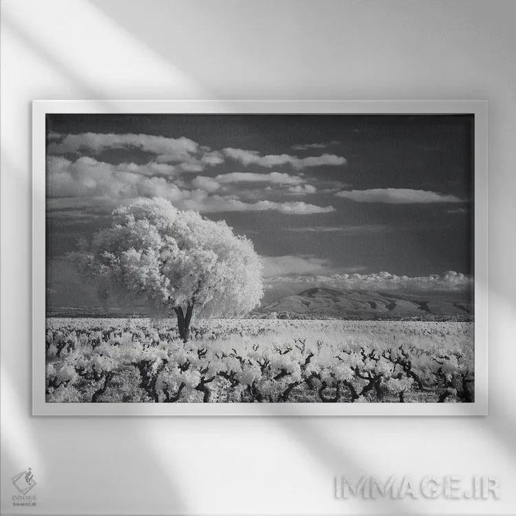 تابلو کام مینروآ لانگدوک ۱ اثر دیوید کلاپ - نمای قابدار سفید