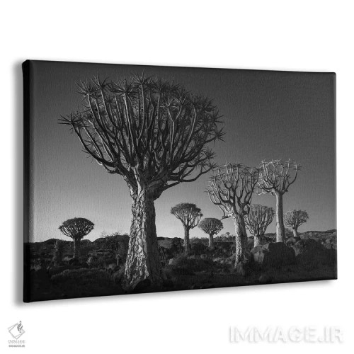 تابلو کیتمنشوپ نامیبیا ۱۲ اثر دیوید کلاپ - نمای پرسپکتیو محصول