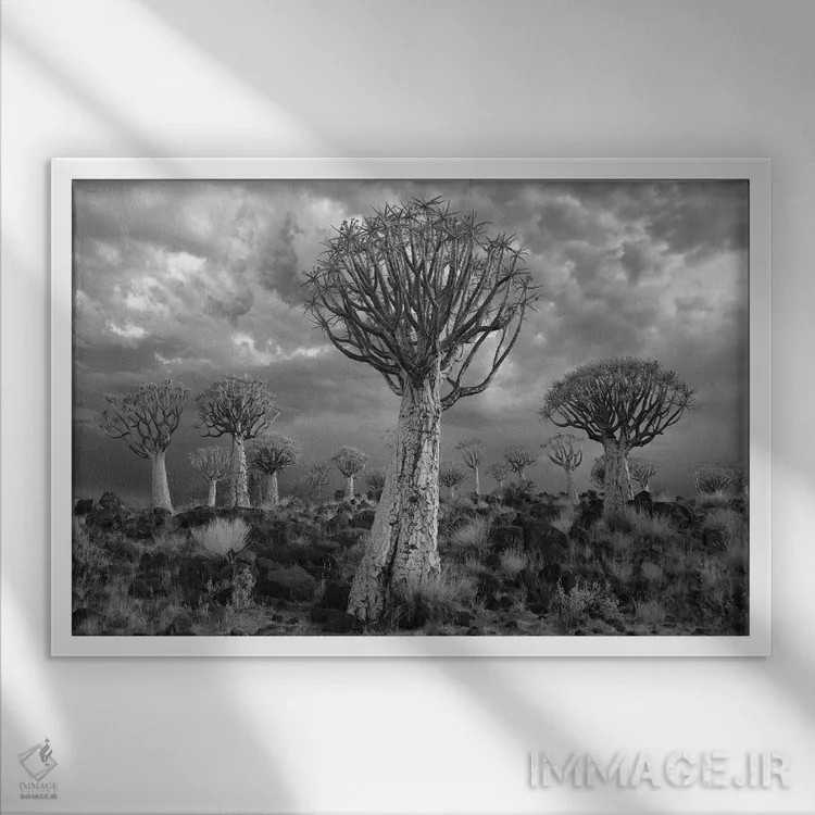 تابلو کیتمنشوپ نامیبیا ۱۷ اثر دیوید کلاپ - نمای قابدار سفید