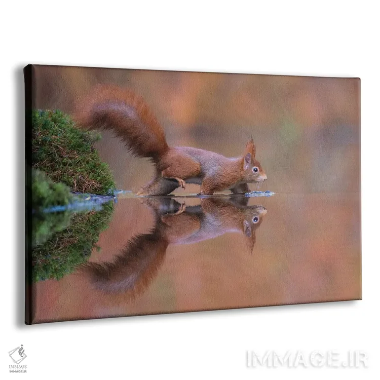 تابلو سنجاب قرمز در حال دویدن در آب اثر دیک ون دویْن - نمای پرسپکتیو محصول