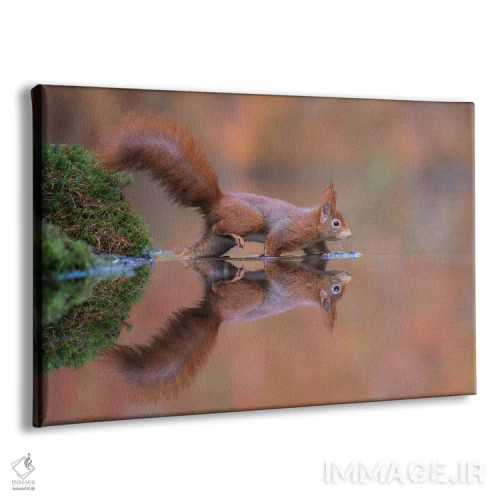 تابلو سنجاب قرمز در حال دویدن در آب اثر دیک ون دویْن - نمای پرسپکتیو محصول