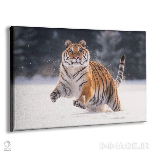 تابلو ببر سیبری در حال دویدن در برف V اثر دیک ون دویْن - نمای پرسپکتیو محصول