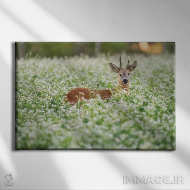 تابلو گوزن اروپایی (روباک) در گندم سیاه I اثر دیک ون دویْن - نمای روبهرو روی دیوار
