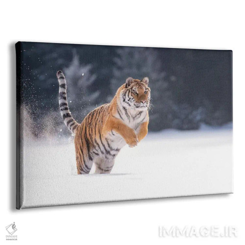 تابلو ببر سیبری در حال دویدن در برف I اثر دیک ون دویْن - نمای پرسپکتیو محصول