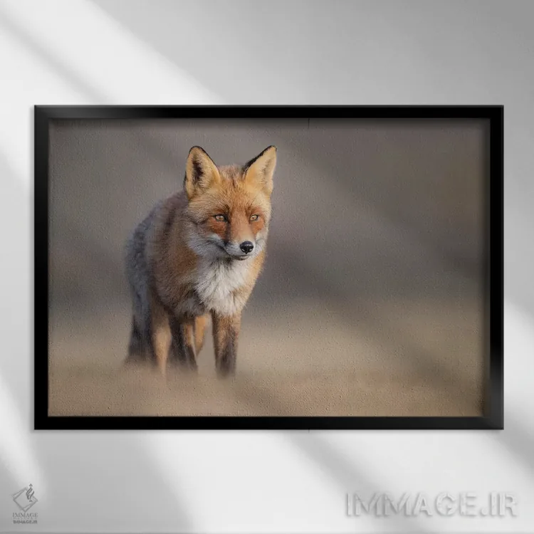 تابلو روباه قرمز در مزرعه II اثر دیک ون دویْن - نمای قابدار مشکی