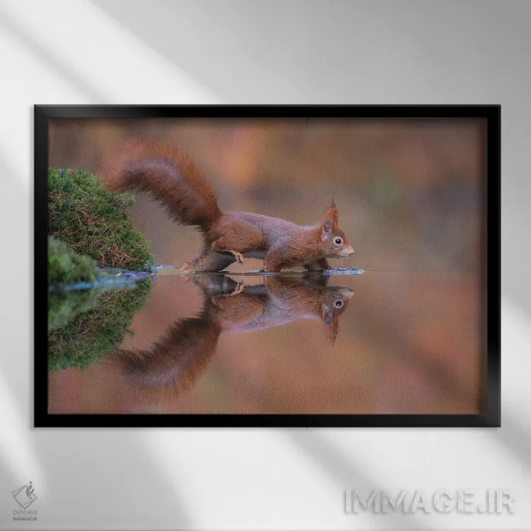 تابلو سنجاب قرمز در حال دویدن در آب اثر دیک ون دویْن - نمای قابدار مشکی