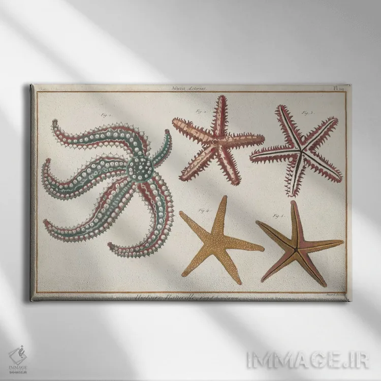 تابلو ستاره دریایی طبیعی II اثر دنی دیدرو (فیلسوف و هنرمند فرانسوی) - نمای روبهرو روی دیوار