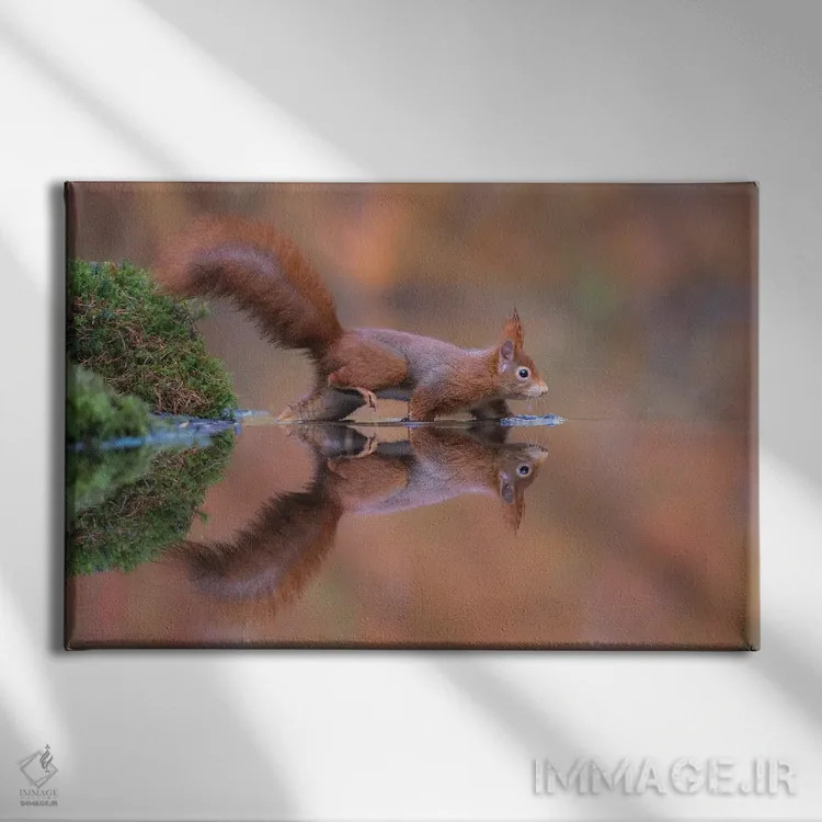 تابلو سنجاب قرمز در حال دویدن در آب اثر دیک ون دویْن - نمای روبهرو روی دیوار