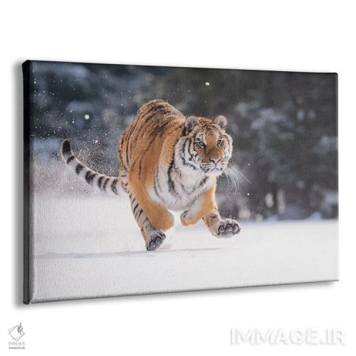 تابلو ببر سیبری در حال دویدن در برف II اثر دیک ون دویْن - نمای پرسپکتیو محصول