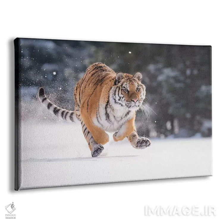 تابلو ببر سیبری در حال دویدن در برف II اثر دیک ون دویْن - نمای پرسپکتیو محصول