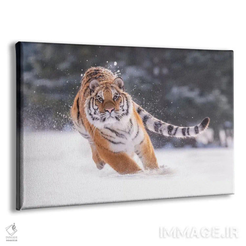 تابلو ببر سیبری در حال دویدن در برف III اثر دیک ون دویْن - نمای پرسپکتیو محصول