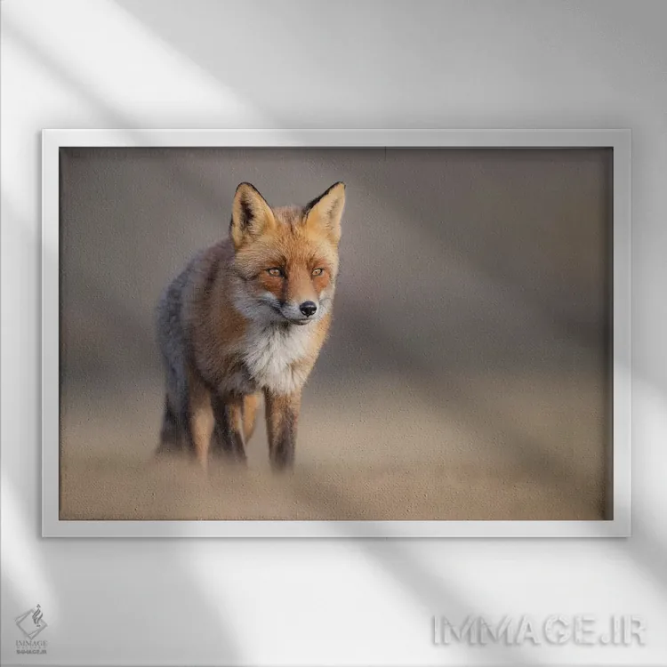 تابلو روباه قرمز در مزرعه II اثر دیک ون دویْن - نمای قابدار سفید