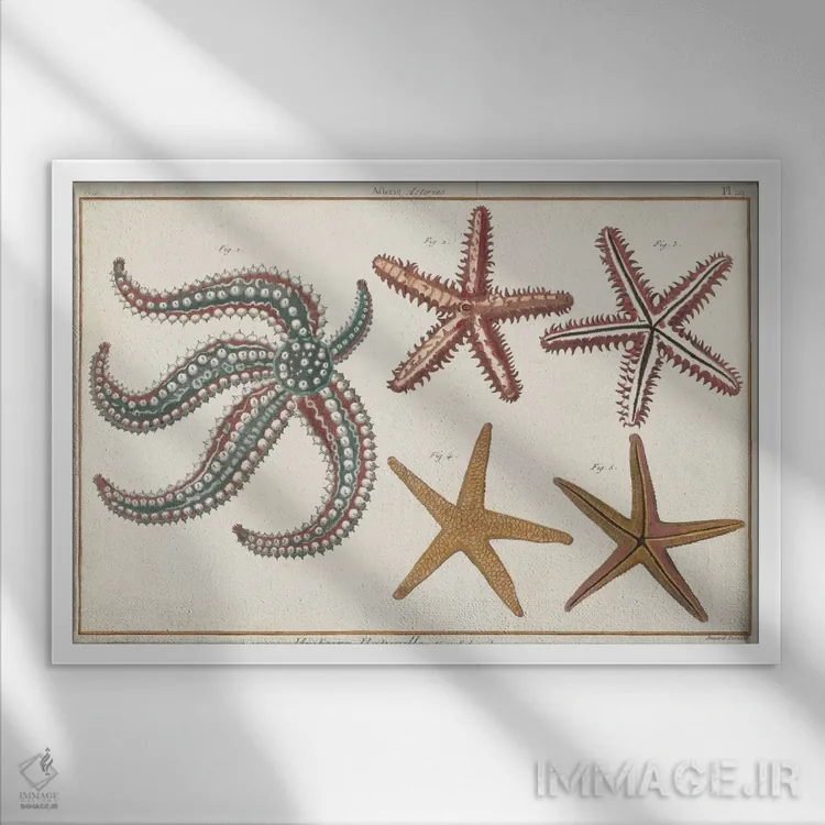 تابلو ستاره دریایی طبیعی II اثر دنی دیدرو (فیلسوف و هنرمند فرانسوی) - نمای قابدار سفید