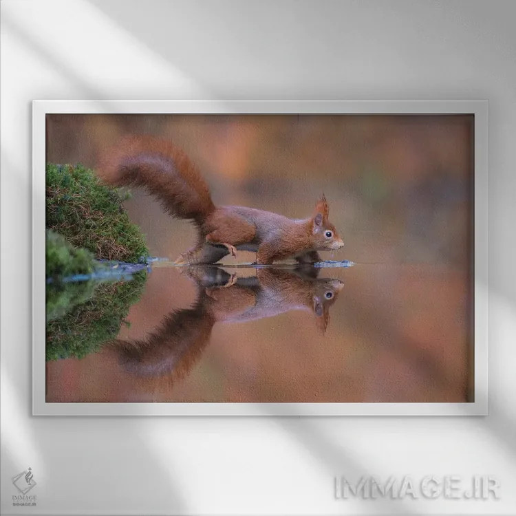 تابلو سنجاب قرمز در حال دویدن در آب اثر دیک ون دویْن - نمای قابدار سفید