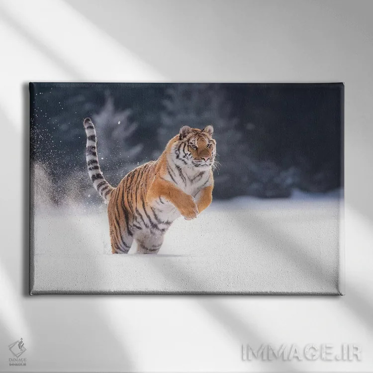 تابلو ببر سیبری در حال دویدن در برف I اثر دیک ون دویْن - نمای روبهرو روی دیوار