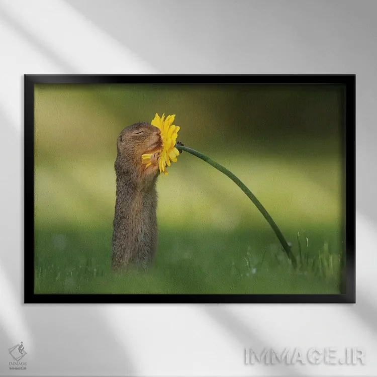 تابلو بوی تابستان میدهد اثر دیک ون دویْن - نمای قابدار مشکی