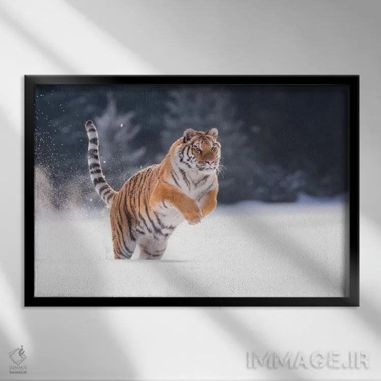 تابلو ببر سیبری در حال دویدن در برف I اثر دیک ون دویْن - نمای قابدار مشکی