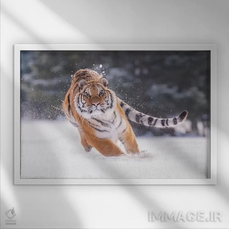تابلو ببر سیبری در حال دویدن در برف III اثر دیک ون دویْن - نمای قابدار سفید