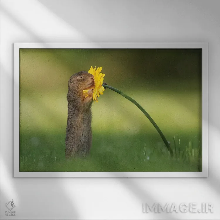 تابلو بوی تابستان میدهد اثر دیک ون دویْن - نمای قابدار سفید