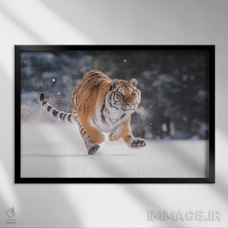 تابلو ببر سیبری در حال دویدن در برف II اثر دیک ون دویْن - نمای قابدار مشکی