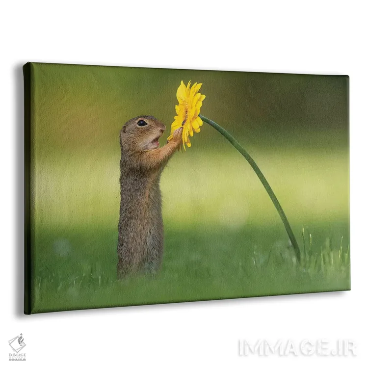 تابلو سنجاب زمینی کنجکاو اثر دیک ون دویْن - نمای پرسپکتیو محصول