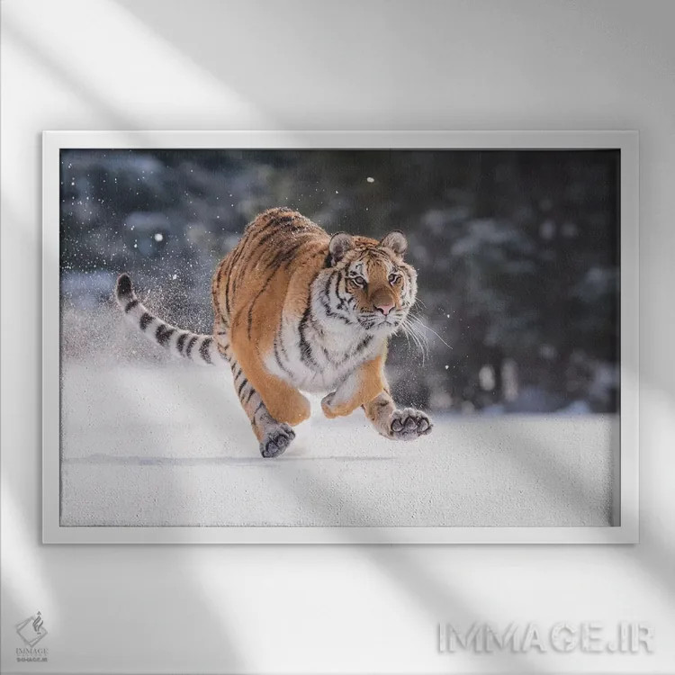تابلو ببر سیبری در حال دویدن در برف II اثر دیک ون دویْن - نمای قابدار سفید