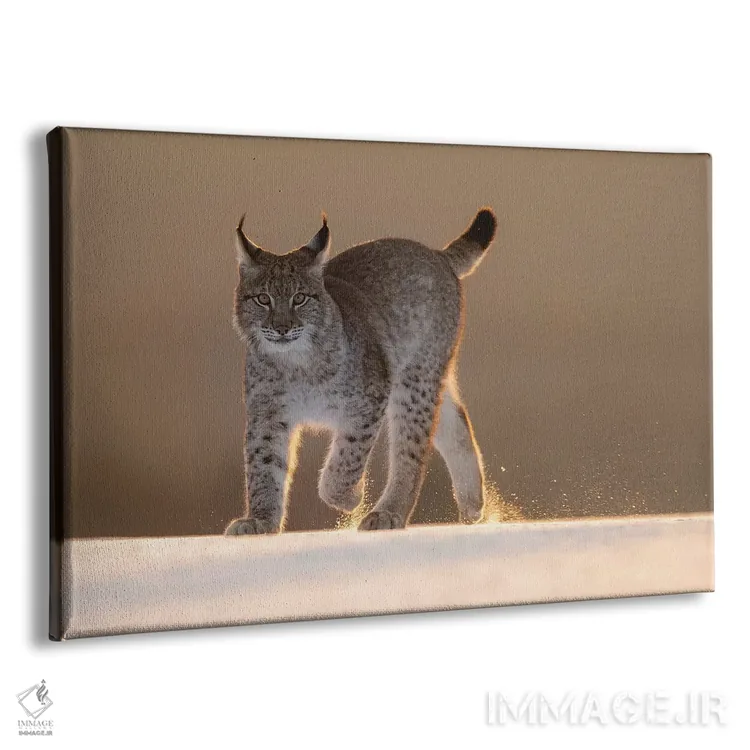 تابلو سیاهگوش اوراسیایی در برف هنگام غروب اثر دیک ون دویْن - نمای پرسپکتیو محصول