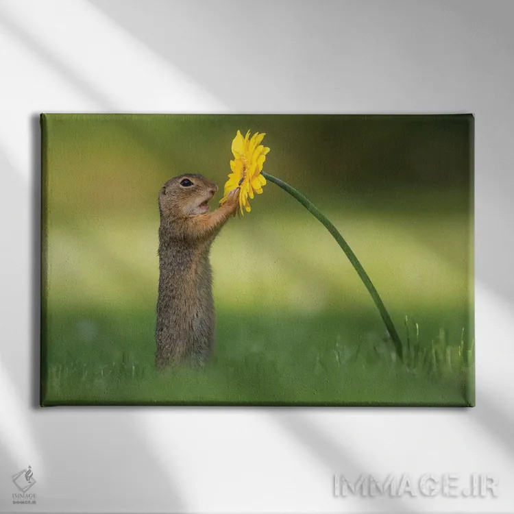 تابلو سنجاب زمینی کنجکاو اثر دیک ون دویْن - نمای روبهرو روی دیوار