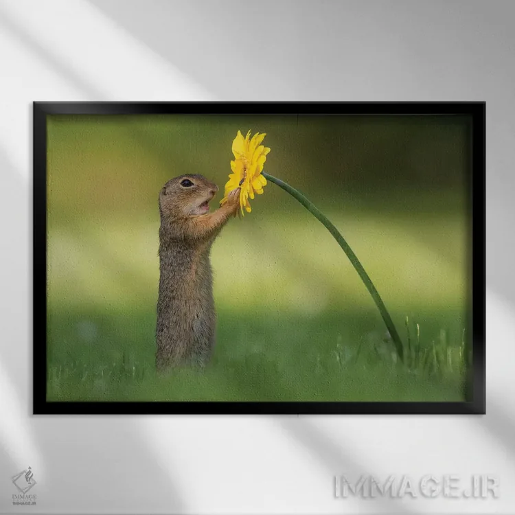 تابلو سنجاب زمینی کنجکاو اثر دیک ون دویْن - نمای قابدار مشکی