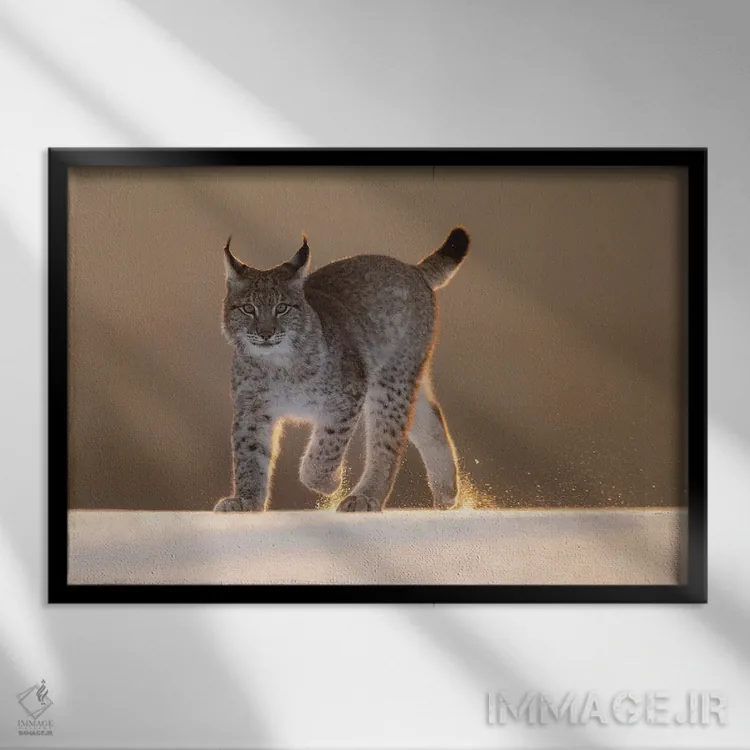 تابلو سیاهگوش اوراسیایی در برف هنگام غروب اثر دیک ون دویْن - نمای قابدار مشکی