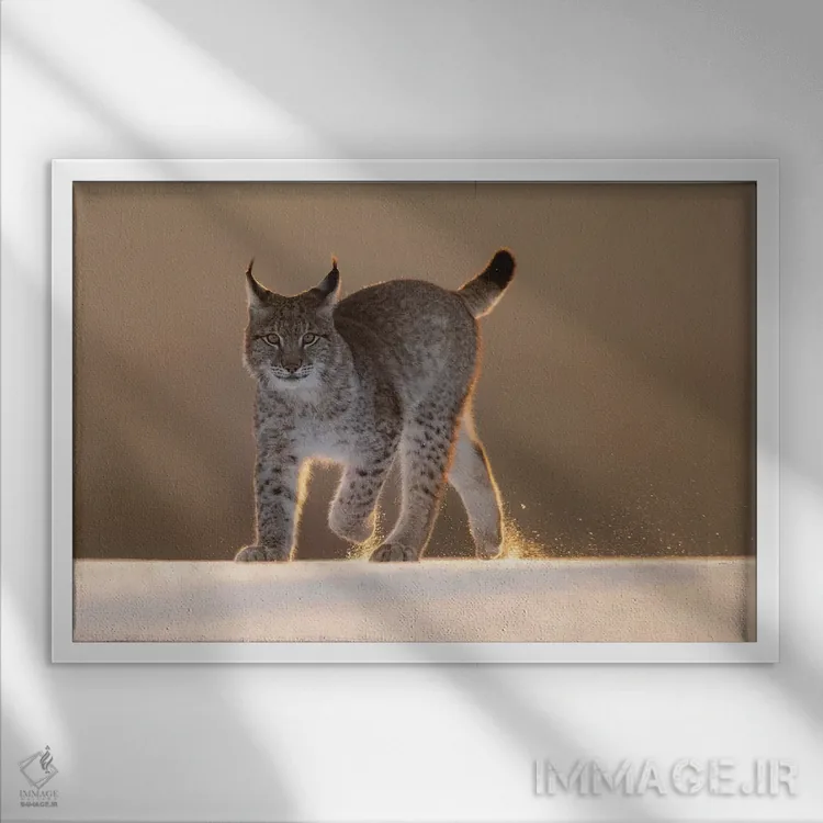 تابلو سیاهگوش اوراسیایی در برف هنگام غروب اثر دیک ون دویْن - نمای قابدار سفید